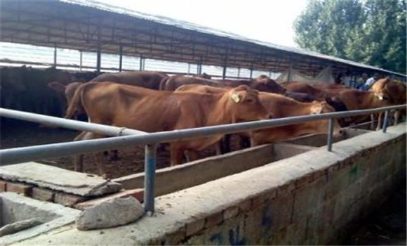 加強飼養(yǎng)管理，抓好母牛的膘情