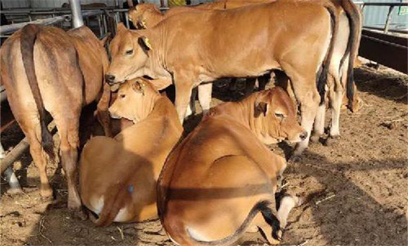 縮短空懷時間，提高繁殖率