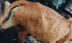 牛背上起皰是怎么回事，牛皮蠅蛆病如何防治？