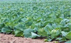 花椰菜如何施肥？花椰菜的高產(chǎn)施肥技術要點