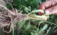 南瓜根結(jié)線蟲病的發(fā)病原因是什么？如何防治？