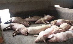 豬黃脂病的病因有哪些？豬黃脂病如何預防？