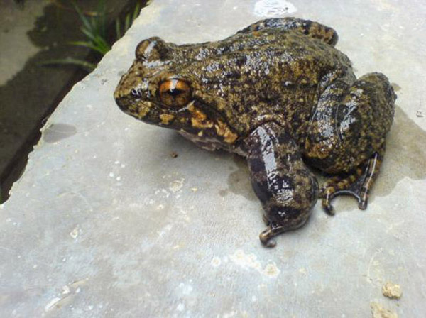 石蛙養(yǎng)殖技術視頻 石蛙行情