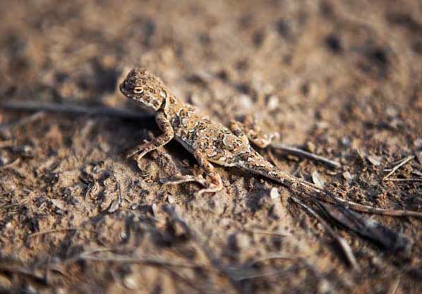 壁虎養(yǎng)殖技術(shù) 壁虎的養(yǎng)殖技術(shù)