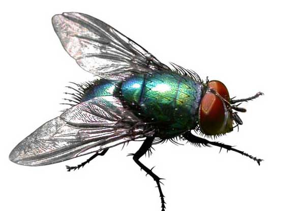 蒼蠅養(yǎng)殖技術(shù) 蒼蠅飼養(yǎng)管理方法