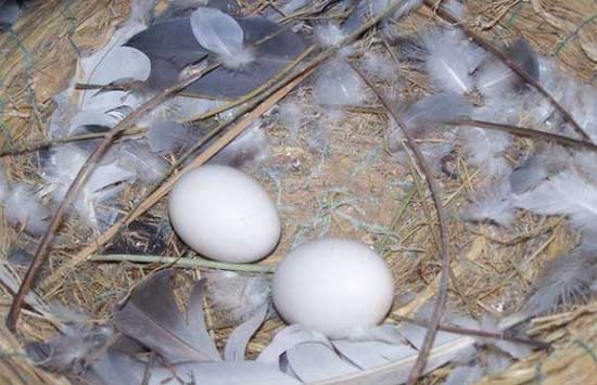 鴿子無精蛋增多的原因分析及應(yīng)對(duì)措施 鴿子飼養(yǎng)管理方法