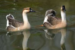 蛋鵝春季高產(chǎn)管理措施有哪些，這幾條最重要