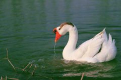 冬季如何高效養(yǎng)鵝，新手冬季養(yǎng)鵝需要注意什么