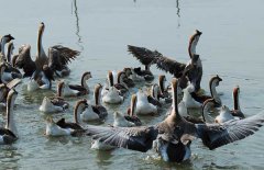 鵝人工授精手法，種鵝的人工授精技術(shù)要點(diǎn)