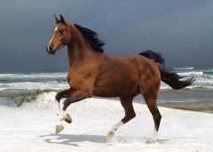 如何提高馬繁殖力？