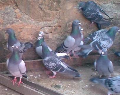 肉鴿冬季養(yǎng)殖的五條保護(hù)措施 肉鴿養(yǎng)殖方法