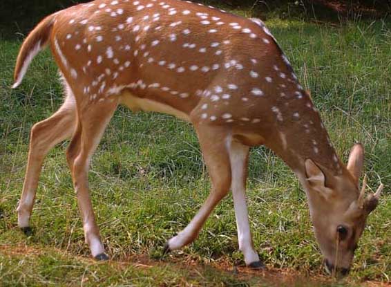 梅花鹿的養(yǎng)殖前景 梅花鹿飼養(yǎng)方法