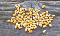 如何鑒別帶病的玉米種子、水稻和大豆種子