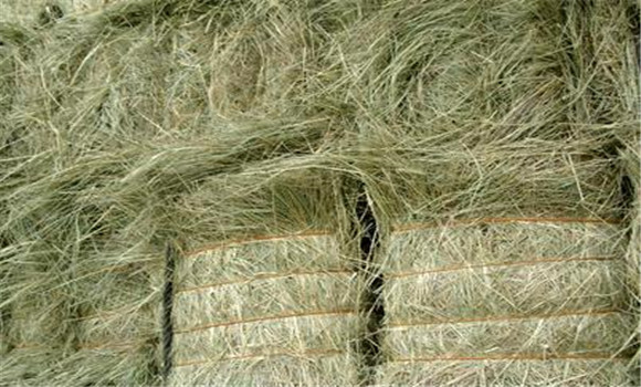 青干草的質(zhì)量評定