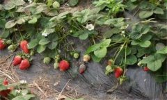 草莓病蟲害的發(fā)生與防治方法
