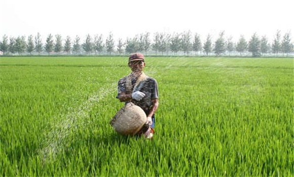 巧施穗肥，氮、磷、鉀配合施用