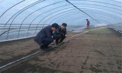 大棚番茄、水稻高效栽培模式簡介