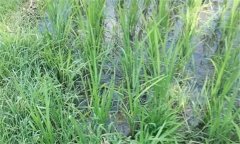 直播稻田化學除草要重抓播后苗前的封閉處理