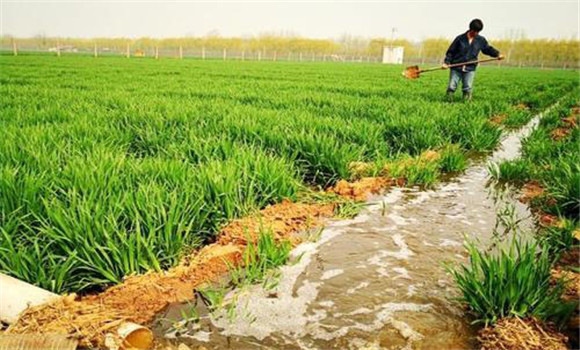 怎樣利用沼液、沼渣種植水稻