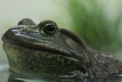 牛蛙的生活習(xí)性、變態(tài)特點(diǎn)與飼養(yǎng)要點(diǎn)