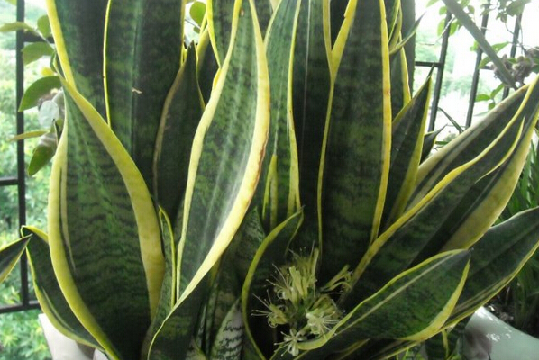 金邊虎皮蘭圖片 金邊虎皮蘭開(kāi)花有毒嗎 花卉養(yǎng)殖方法