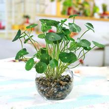 金錢草的功效與作用 金錢草的食用方法 金錢草