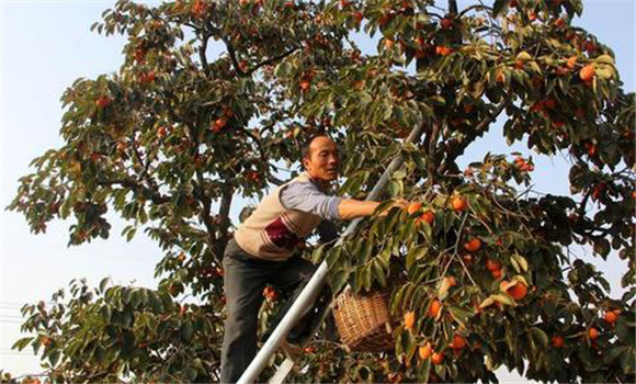 柿子怎么采摘、柿子采收方法