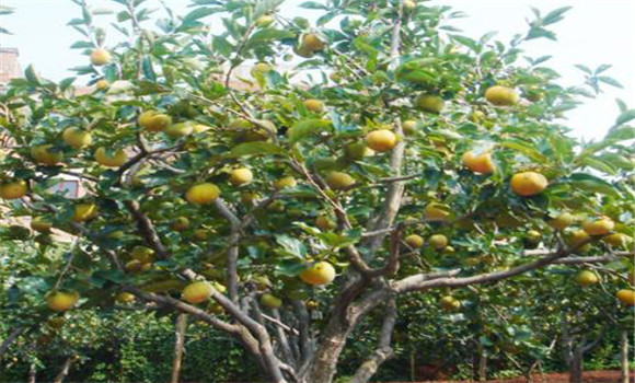 柿子樹(shù)的生長(zhǎng)特點(diǎn)