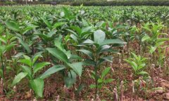 沃柑如何種植，種植沃柑應(yīng)該注意哪些問題？