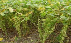 大豆有哪些常見病害，如何防治？