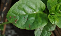 木耳菜的常見病蟲害有哪些？怎么防治？