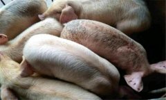 豬黑斑病的癥狀有哪些，豬黑斑病用什么藥治療