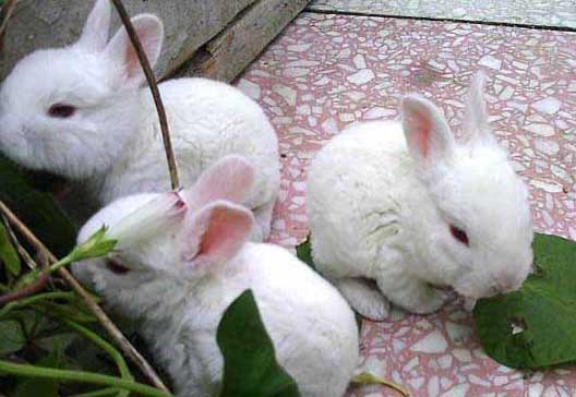 獺兔養(yǎng)殖技術(shù)及視頻指導(dǎo) 獺兔養(yǎng)殖