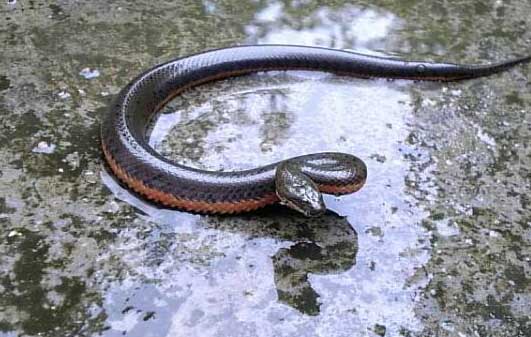 水蛇人工養(yǎng)殖技術(shù) 養(yǎng)蛇技術(shù)