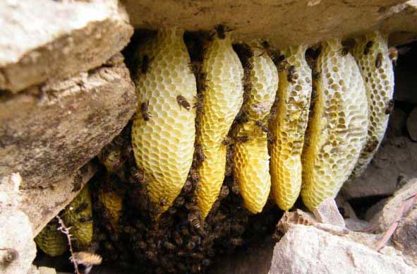 蜜蜂飼養(yǎng)方法