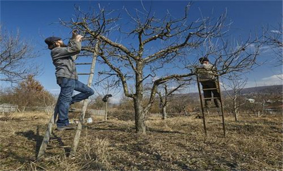 蘋(píng)果樹(shù)修剪的原則
