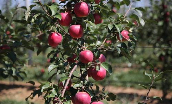 矮化蘋果果實著色好、品質(zhì)好