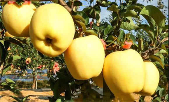 中晚熟蘋(píng)果品種都有哪些