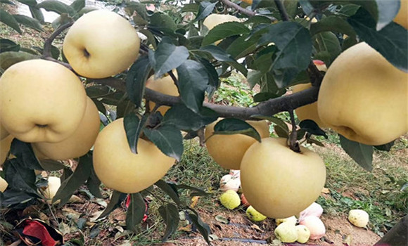 中晚熟蘋(píng)果采收期的確定