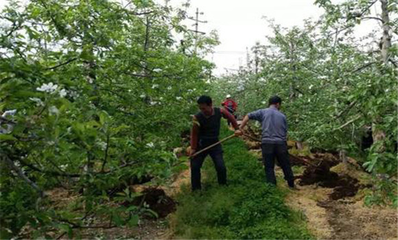 蘋(píng)果基肥的種類(lèi)和施肥量