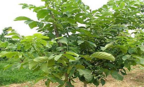 核桃自然開心形的特點(diǎn)及整形過(guò)程