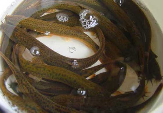 泥鰍主要養(yǎng)殖方式的養(yǎng)殖技術(shù)要點(diǎn) 泥鰍飼養(yǎng)方法