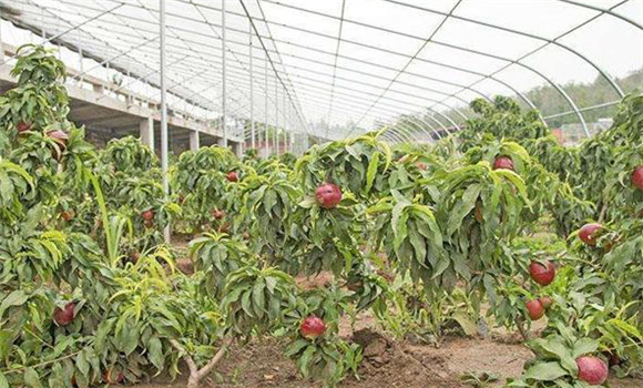 大棚桃樹種植技術