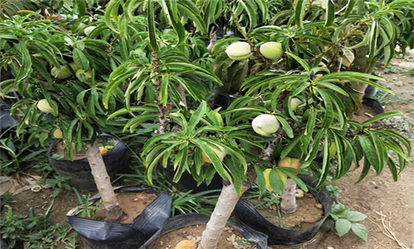 怎樣養(yǎng)好盆栽桃樹(shù)