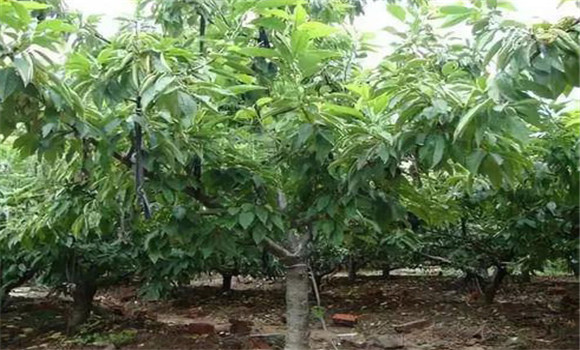 櫻桃采收后怎樣管理