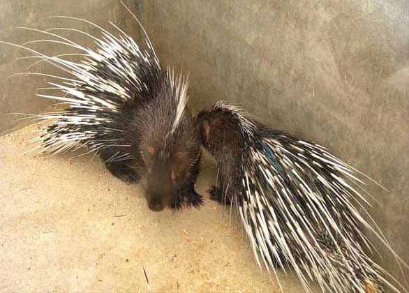 豪豬的養(yǎng)殖技術(shù)