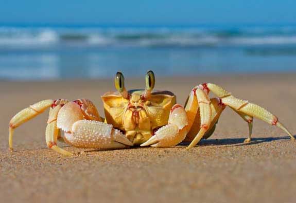 水中的溶解氣體對(duì)河蟹的生長有什么影響