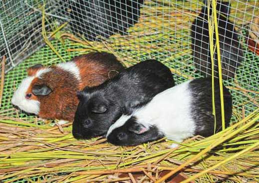 養(yǎng)殖一只商品黑豚鼠需要多少成本 黑豚的養(yǎng)殖技術(shù)