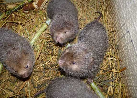 竹鼠養(yǎng)殖業(yè)存在的一些問題 竹鼠養(yǎng)殖技術(shù)