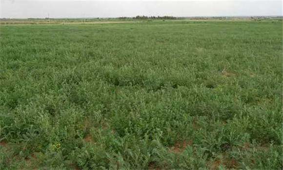 沙打旺的種植方法